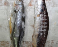 신미수산