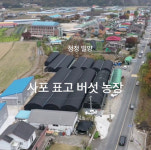 사포표고농장