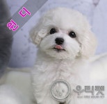 이소퍼피 강아지 남양주점