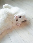 라온캣 잠실고양이분양