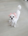 솔펫살롱