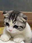 라온캣 잠실고양이분양