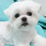 똘이살롱