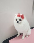 개편한이발소