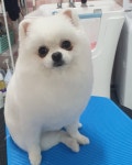 개편한이발소
