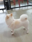 솔펫살롱
