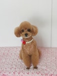 솔펫살롱