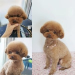솔펫살롱