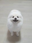 솔펫살롱