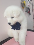 개편한이발소