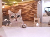 더펫츠