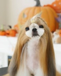 하니펫살롱