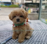 대구강아지분양 원펫