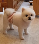 보보펫