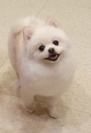 보보펫