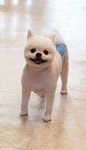 보보펫