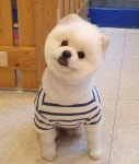 보보펫