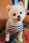 보보펫