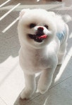 보보펫