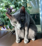 해피주 동물카페