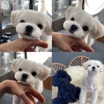 메종드펫