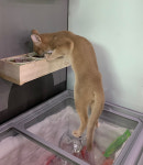 해피주 동물카페