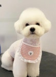 아이앤독