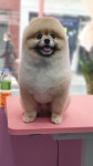 똘이살롱
