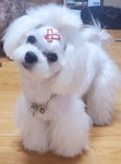 깍꾸애견미용실