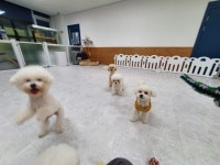 댕댕월드&퍼피