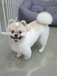 깍독깍dog