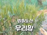 영종꿩골자연농장