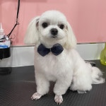 폼나개
