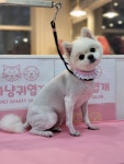 마냥귀엽개