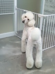 깍독깍dog