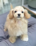 깍독깍dog