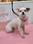 마냥귀엽개