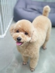 깍독깍dog
