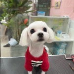폼나개