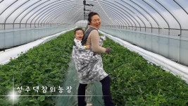 성주댁참외농장