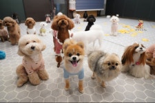 퍼피스프링 일산점