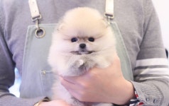 개키우는남자 강아지분양 대구본점