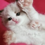 랙돌캐터리