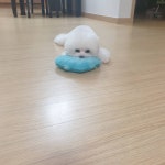 개편한이발소
