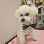 개편한이발소