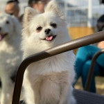 레스트펫 아카데미