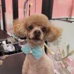 폼나개