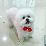 폼나개