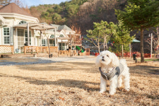 코코애견펜션