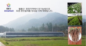 흰민들레 농장